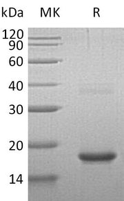Recombinant Human Cornulin (N-6His)