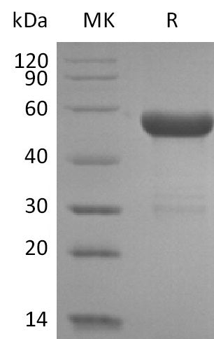 Recombinant Human HLA-A*0201 HPV16 E7 complex Protein (C-10His)