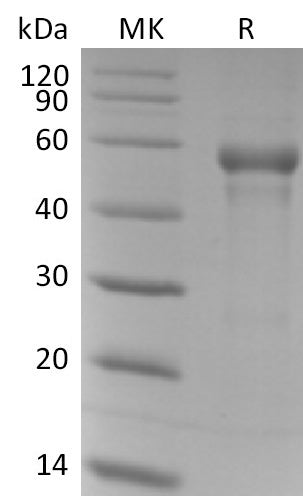 Recombinant Human B3GAT1 (N-6His)
