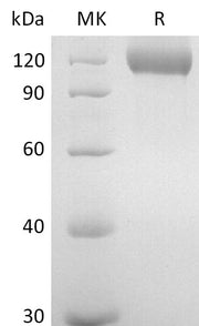 Recombinant Mouse Neuropilin-1 (C-6His)