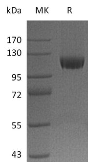 Recombinant Human Neuropilin-1 (C-Fc)