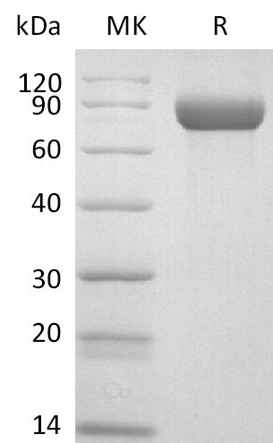 Recombinant Cynomolgus Neuropilin-1 (C-6His)