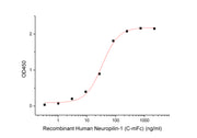 Recombinant Human Neuropilin-1 (C-mFc)
