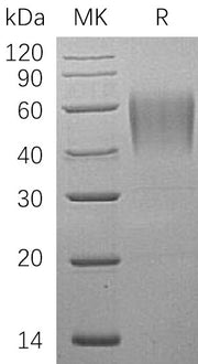 Recombinant Human ICAM-2 (C-6His)