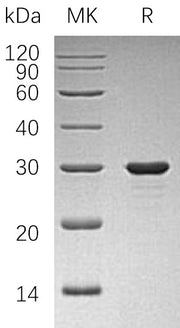 Recombinant Human PAP (N-6His)