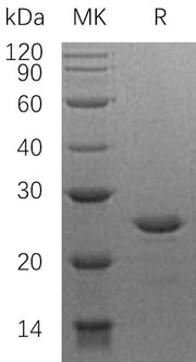 Recombinant Human HSF2 (N-6His)