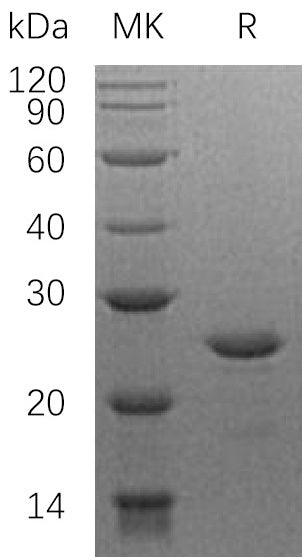 Recombinant Human HSF2 (N-6His)