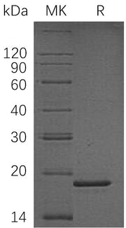 Recombinant Human PPIL1 (N-6His)