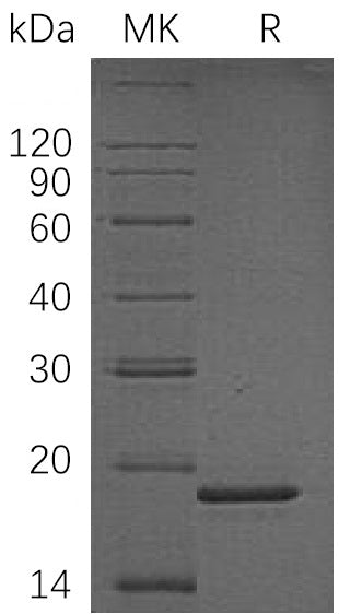 Recombinant Human PPIL1 (N-6His)