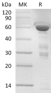 Recombinant Human TFIIB (N-GST)