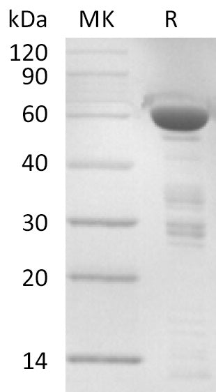 Recombinant Human TFIIB (N-GST)