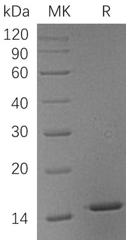 Recombinant Human LGALS1 (C-6His)