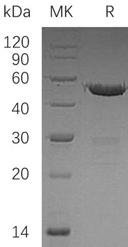 Recombinant Human UBE2S (N-GST)