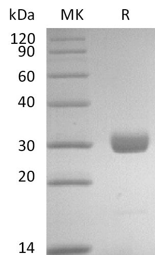 Recombinant Human BTN3A1 (C-6His)
