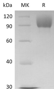 Recombinant Human FGFR2 alpha IIIb (C-Fc)