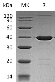 Recombinant Human GABARAP (N-GST)
