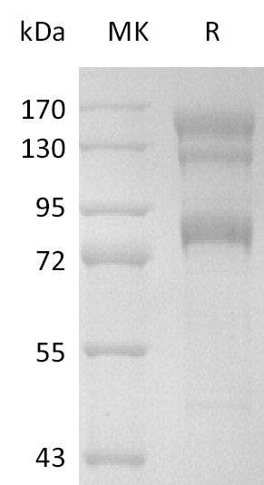 Recombinant Human Integrin alpha V beta 8 Heterodimer (C-6His)