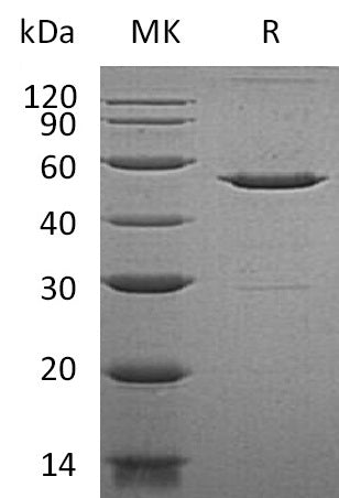 Recombinant Human GCA (N-GST)