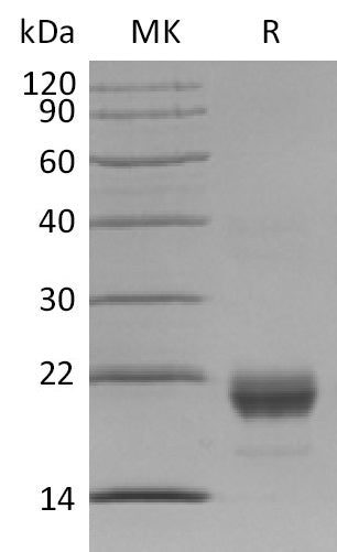 Recombinant Human IL-17F (N-6His)