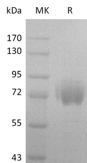 Recombinant Human FGFR2 beta IIIc (C-Fc)
