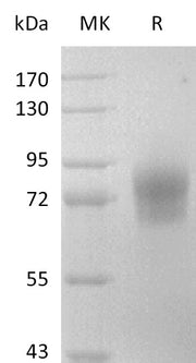 Recombinant Mouse CD123 (C-Fc)