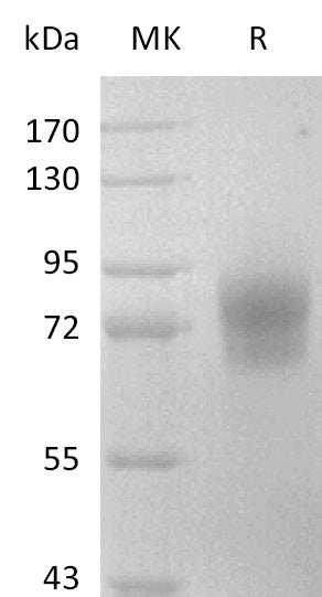 Recombinant Mouse CD123 (C-Fc)