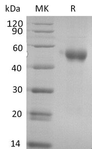 Recombinant Cynomolgus PVRIG (C-Fc)