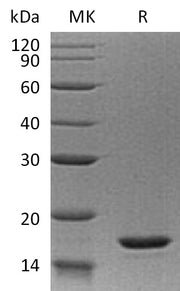 Recombinant Human IL-20