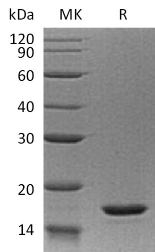 Recombinant Human IL-20