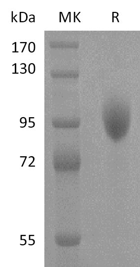 Recombinant Human Siglec-5 (C-Fc)