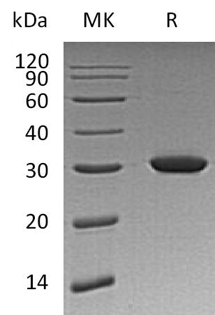 Recombinant Human HO-1