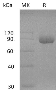Recombinant Human MAdCAM-1 (C-Fc)