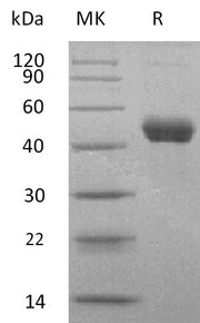 Recombinant Human ERMAP (C-Fc)