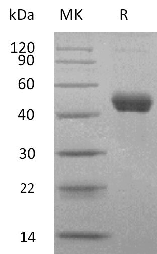 Recombinant Human ERMAP (C-Fc)