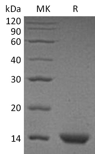 Recombinant Human PVALB (C-6His)