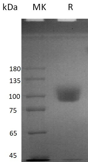 Recombinant Human ICAM-1 (C-mFc)