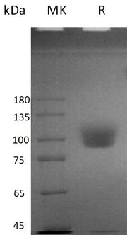 Recombinant Human ICAM-1 (C-mFc)