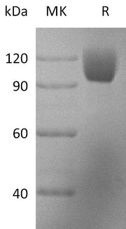 Recombinant Rhesus Macaque ICAM-1 (C-Fc)