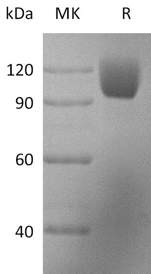 Recombinant Rhesus Macaque ICAM-1 (C-Fc)