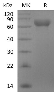Recombinant Rhesus Macaque LILRB1 (C-6His)