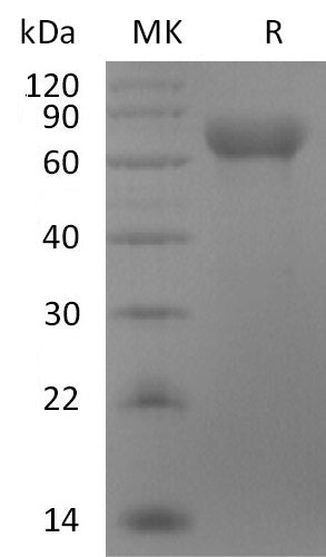 Recombinant Rhesus Macaque LILRB1 (C-6His)