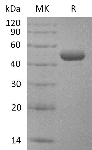 Recombinant Rhesus Macaque BAFF (N-Fc)