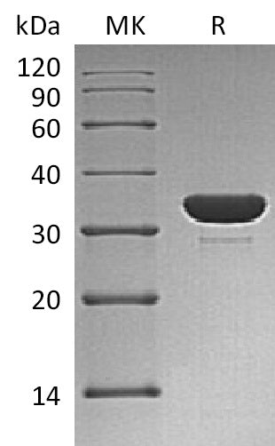 Recombinant Human PTP1C (C-6His)