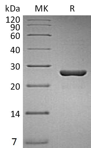 Recombinant Human Gankyrin