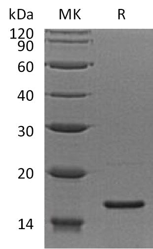 Recombinant Human RPS19