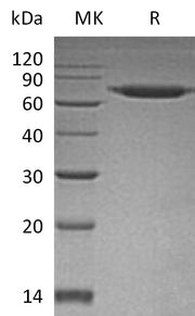 Recombinant Human SENP8 (N-6His)