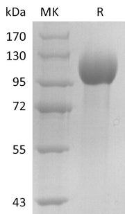 Recombinant Human ELAPOR1 (C-6His)