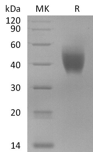Recombinant Macaca mulatta IL-10RA (C-6His)
