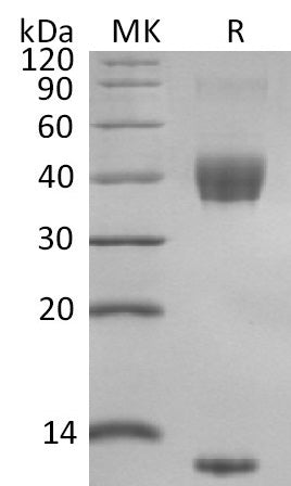 Recombinant Mouse Latent TGF-beta 1 (N-8His)