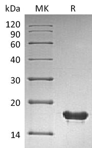 Recombinant Human SUMO2 (N-6His)